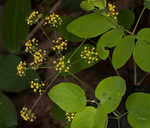 Yellow pimpernel